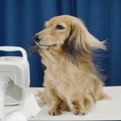 Oneisall MAS 3000W Dog Hair Dryer