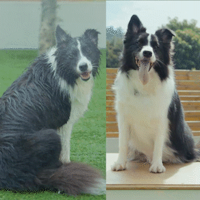 Oneisall Cozy C1 8-in-1 Pet Grooming Vacuum & Dryer Kit